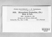 Erysiphe euphorbiicola image